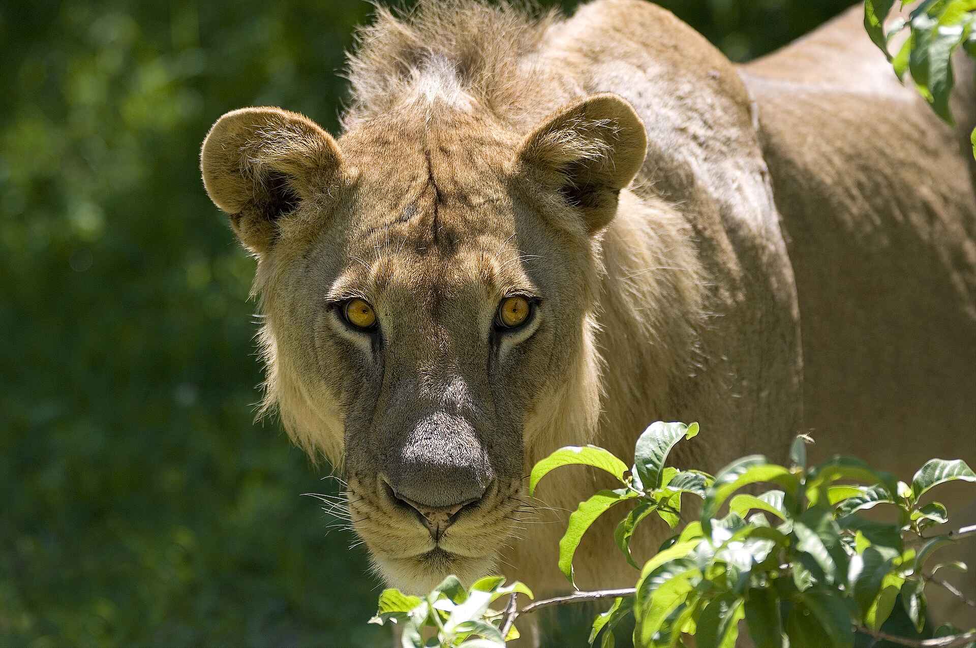 Robin Pope River Journeys: Löwin