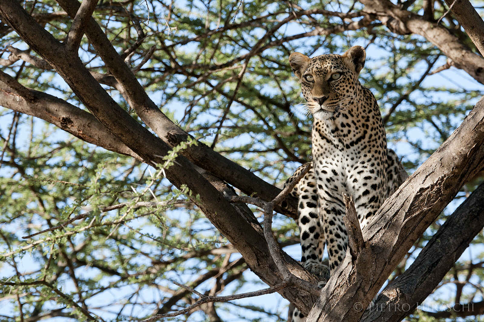Saruni Samburu: Leopard hält Ausschau Saruni Samburu: Leopard hält Ausschau