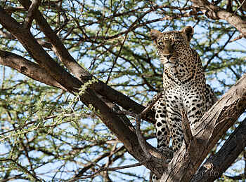 Saruni Samburu: Leopard hält Ausschau