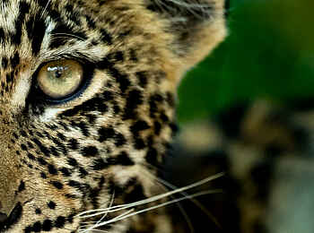 Singita Elela Luxury Lodge: Nahaufnahme eines Leoparden Singita Elela Luxury Lodge: Nahaufnahme eines Leoparden