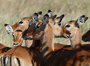 Sirikoi: Antilopenherde