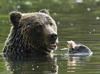 Tweedsmuir Park Lodge: Hungriger Grizzly Bär