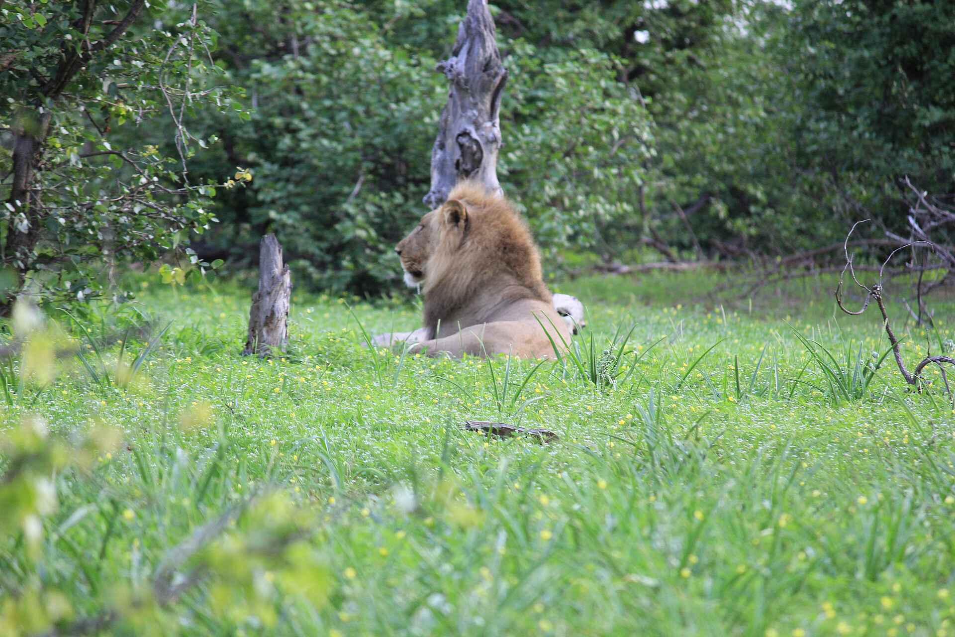 Chilo Ivory Trail Adventure: Ruhender Löwe Chilo Gorge Safari Lodge, Chilo Ivory Trail Adventure, Game Drive Vehicle, Safari, Tierbeobachtung, Tiere, Vögel, Löwe, Panthera Leo, afrikarma, Afrikarma Safaris, Afrikarma Safaris - Wildnis. Hautnah., afrikarma.de