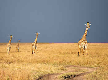 Entim Masai Mara: Giraffen in der Savanne
