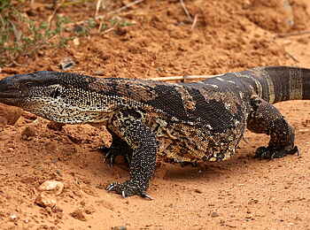 Founders Lodge by Mantis: Nilwaran Founders Lodge by Mantis: Nilwaran