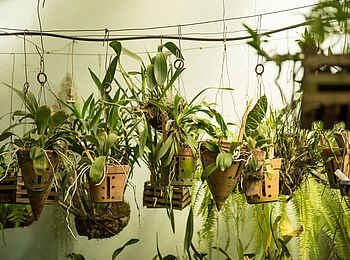 Giraffe Manor: Hängende Pflanzentöpfe Giraffe Manor: Hängende Pflanzentöpfe