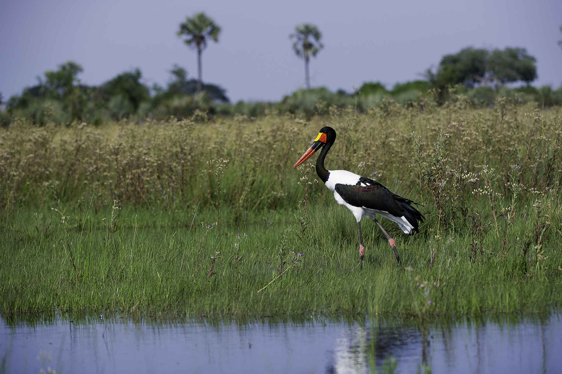 Kwetsani Camp: Sattelstorch im Delta Afrikarma, Afrikarma Safaris, Afrikarma Safaris - Wildnis. Hautnah., Afrikarma.de, Kwetsani Camp, Bäume, Fluß, langes Gras, Sattelstorch