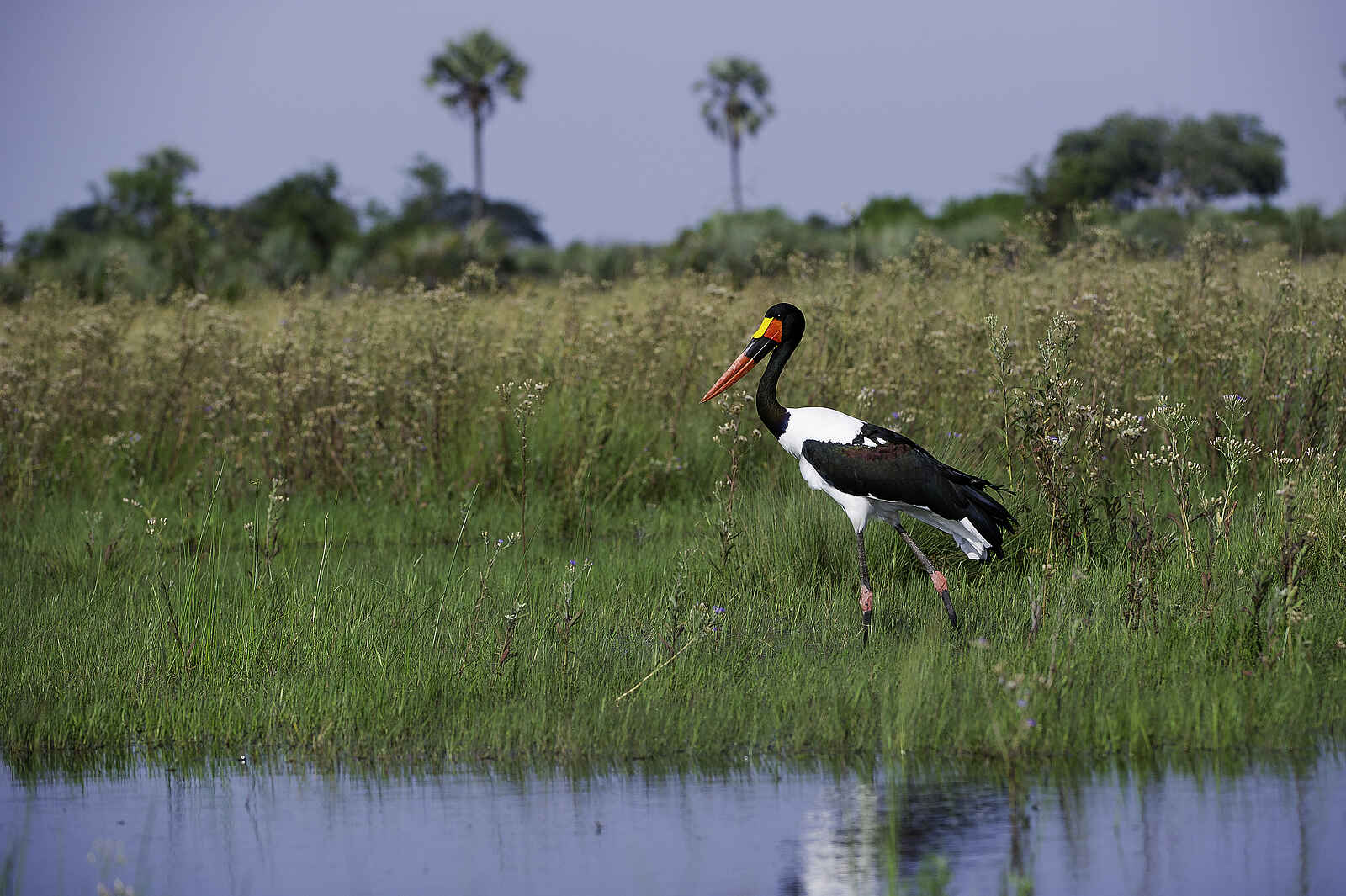 Kwetsani Camp: Sattelstorch im Delta Kwetsani Camp: Sattelstorch im Delta