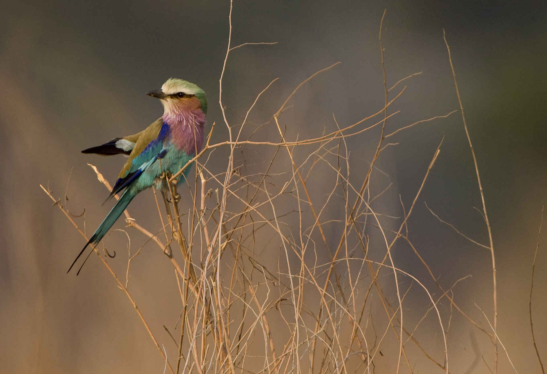 Bushlife Safaris, Chitake Springs, Chitake Tented Camp, Mana Pools National Park, Gabelracke, Game Drive, Tierbeobachtung, Walking Safari, Afrikarma, Afrikarma Safaris, Afrikarma Safaris. Wildnis. Hautnah., Afrikarma.de