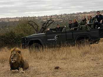 MalaMala Sable Camp: Lässig-liegender Löwe