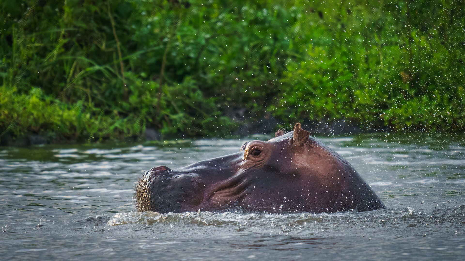 Sette Cama Eco Camp: Flusspferd im Wasser
