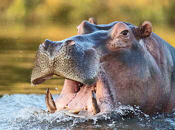 Time + Tide Chongwe: Hippo aus der Nähe