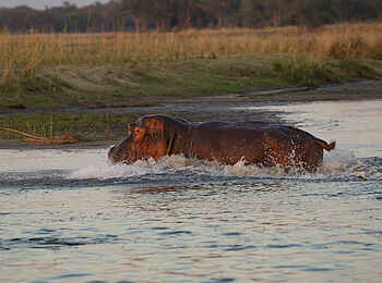 Tusk and Mane Safaris: Alarmiertes Nilpferd Tusk and Mane Safaris: Alarmiertes Nilpferd