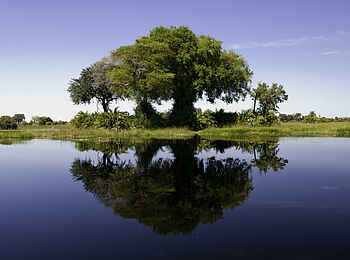 Xigera Safari Lodge: Figtree Island Xigera Safari Lodge: Figtree Island