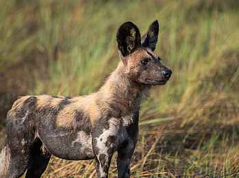 Chisa Busanga Camp: Wildhund Chisa Busanga Camp: Wildhund