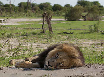 Chitabe Lediba Camp: Liegender Löwe