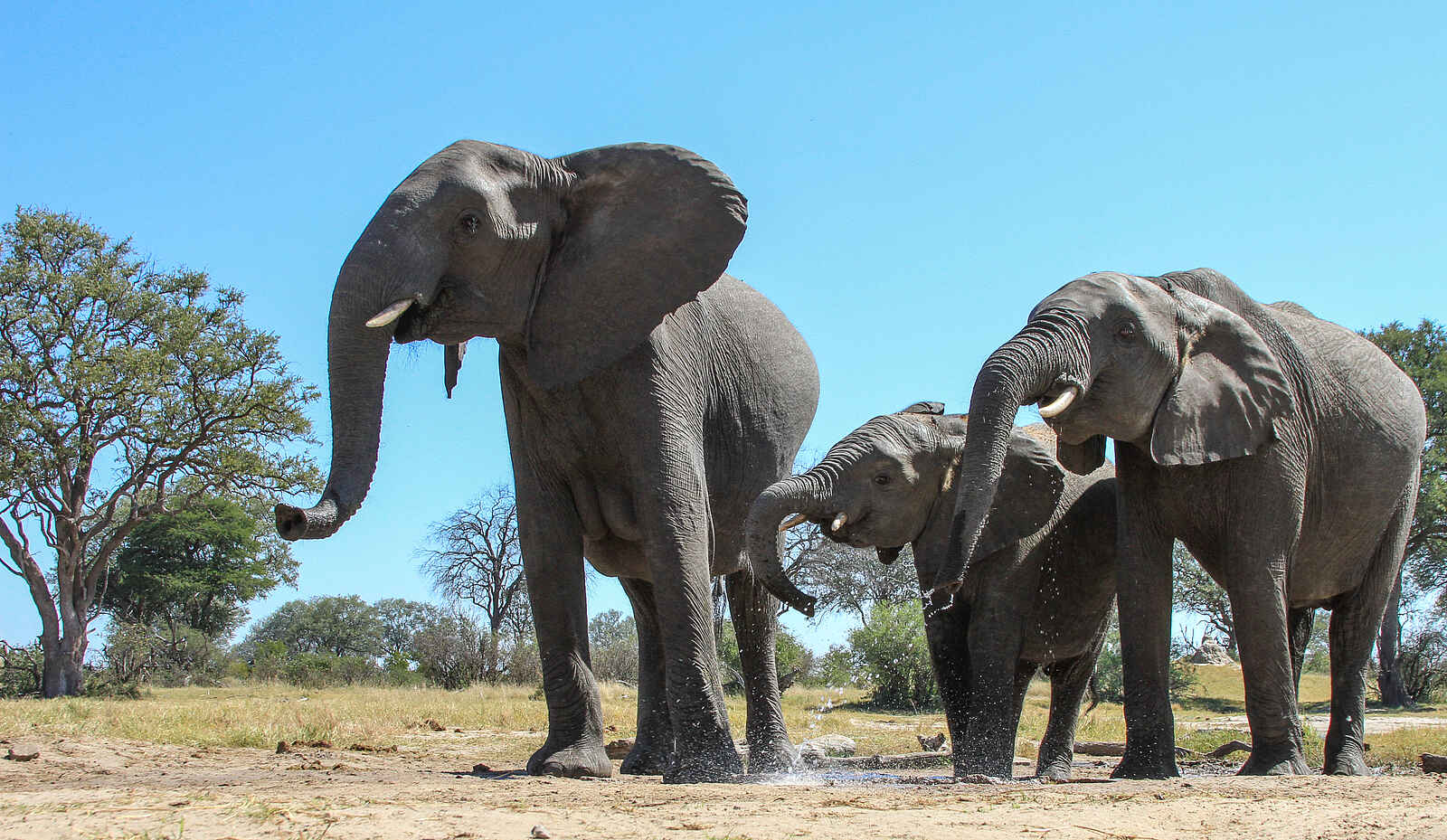 Jozibanini Camp: Elefanten mit Jungem Jozibanini Camp: Elefanten mit Jungem