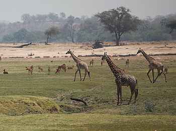 Kafunta River Lodge: Giraffen auf der Flutebene am westlichen Luangwa-Ufer