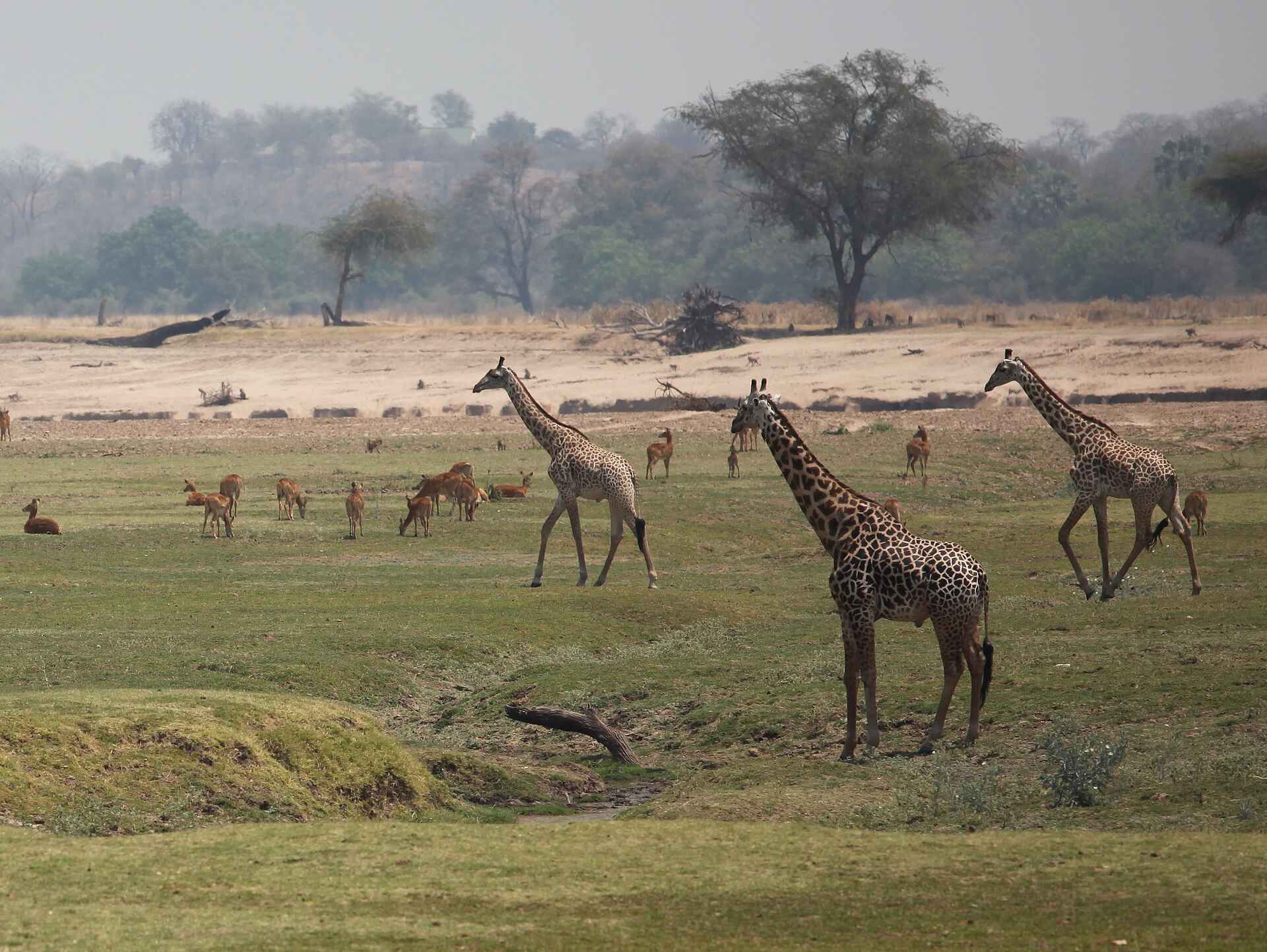 Kafunta River Lodge: Giraffen auf der Flutebene am westlichen Luangwa-Ufer