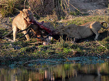 Leopard Lodge: Kurze Mahlzeit