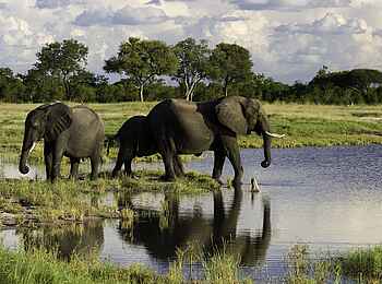 Little Makalolo Camp: Ankunft am Wasserloch Little Makalolo Camp: Ankunft am Wasserloch