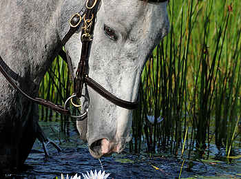 Macatoo Camp: Pferd im Wasser