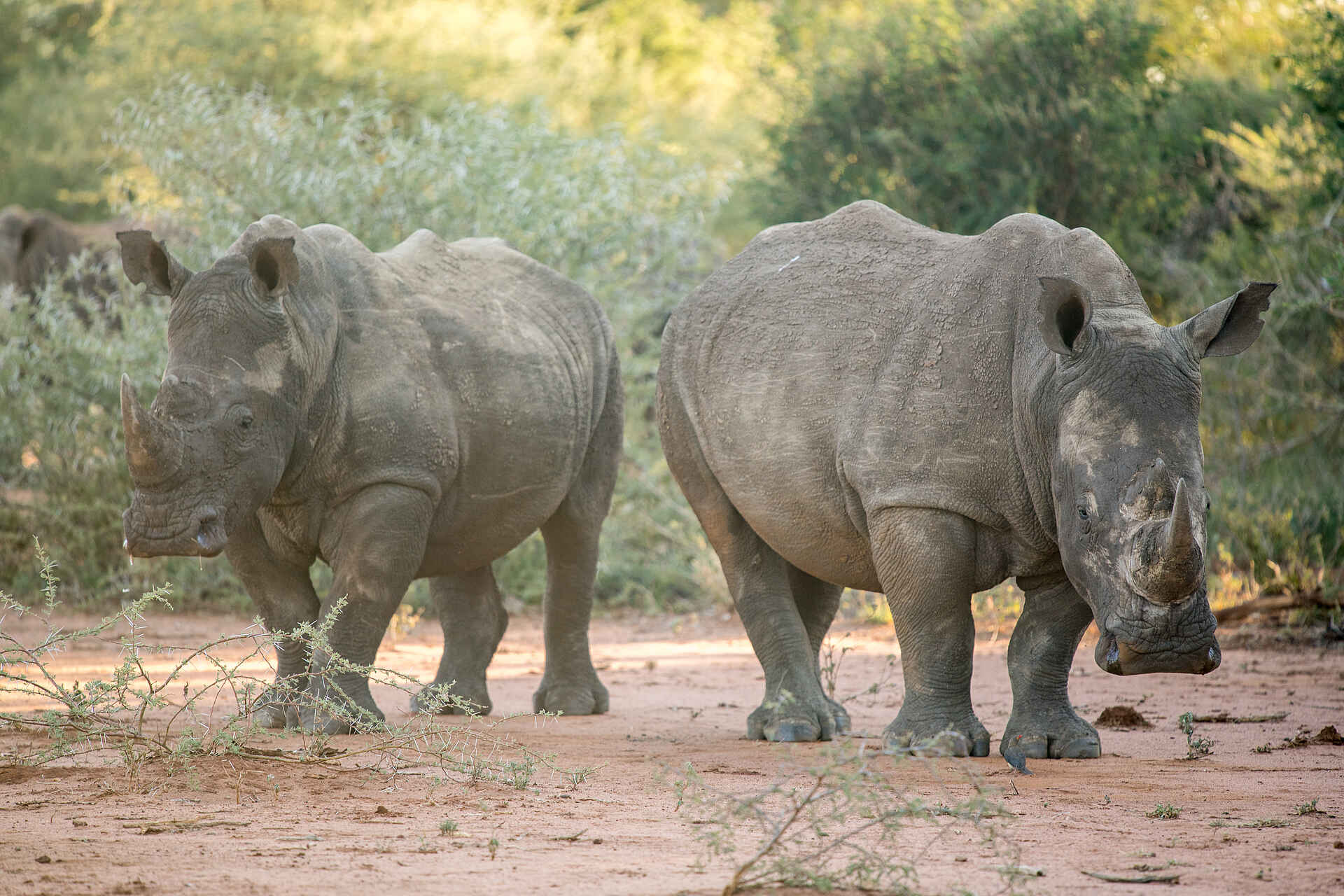 Madikwe Safari Lodge Dithaba: Zwei Breitmaulnashörner