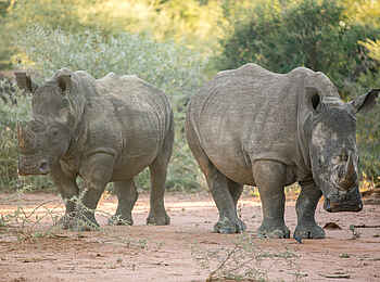 Madikwe Safari Lodge Dithaba: Zwei Breitmaulnashörner