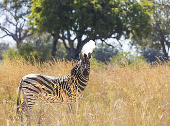 Monachira Camp: Zebra Monachira Camp: Zebra
