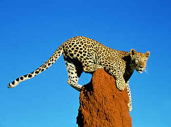 Okonjima Plains Camp: Leopard auf Termitenhügel Okonjima Plains Camp: Leopard auf Termitenhügel