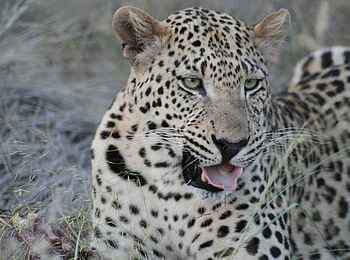 Okutala Lodge: Leopard Okutala Lodge: Leopard