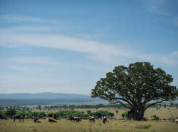 Olakira Migration Camp: Landschaft