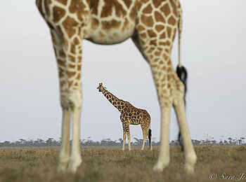 Porini Rhino Camp: Giraffen