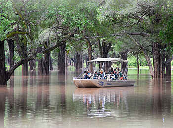 Robin Pope River Journeys: Einzigartiger Ebenholzhain