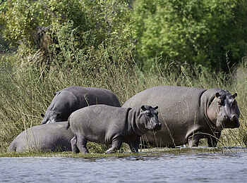 Toka Leya Camp: Nilpferde am Fluss Toka Leya Camp: Nilpferde am Fluss