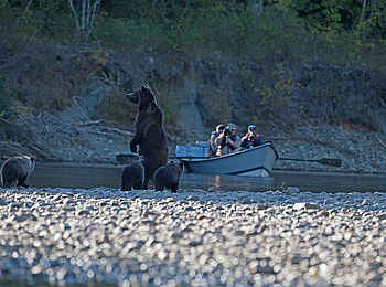 Tweedsmuir Park Lodge: Beobachtung einer Bärenfamilie