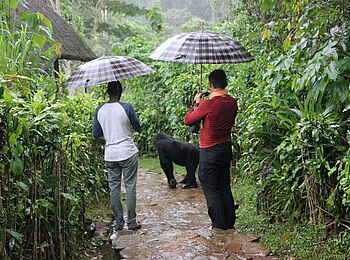 Volcanoes Bwindi Lodge: Ein Gorilla durchquert die Lodge