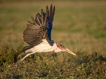 Wilderness Usawa Serengeti: Ein Marabu Storch im Anflug Wilderness Usawa Serengeti: Ein Marabu Storch im Anflug