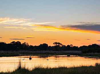 4 Rivers Camp: Nilpferde 4 Rivers Camp: Nilpferde