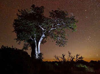 Chilo Ivory Trail Adventure: Baobab unter Sternen