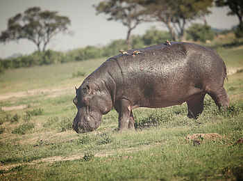 Leopard Plains: Nilpferd in Makgadikgadi Leopard Plains: Nilpferd in Makgadikgadi