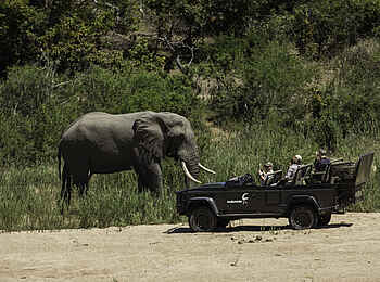 MalaMala Sable Camp: Ein großer Elefant