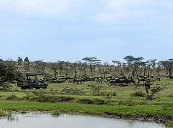 Mara Nyika Camp: Game Drive