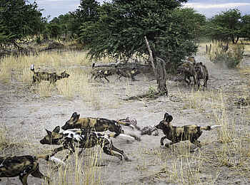 Mombo Camp: Wildhund-Rudel Mombo Camp: Wildhund-Rudel