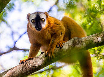 Namoroka Tsingy Camp: Lemur