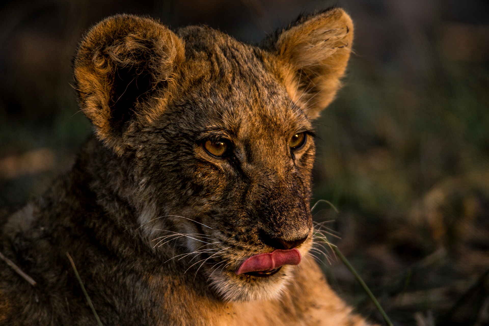 Afrikarma, Afrikarma Safaris, Afrikarma Safaris. Wildnis. Hautnah., Afrikarma.de, Selinda, Lion, Löwe, Panthera leo