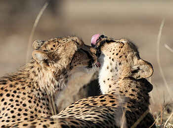 Tuli Safari Lodge Mashatu: Geparden kuscheln