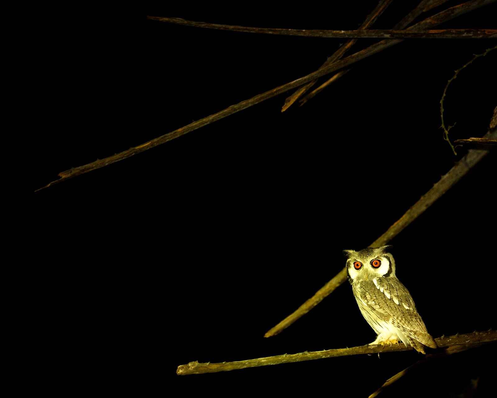 Tusk and Mane Safaris: White-faced Owl Tusk and Mane Safaris: White-faced Owl