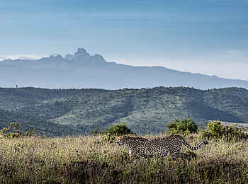 Borana Lodge: Ein Gepard Borana Lodge: Ein Gepard