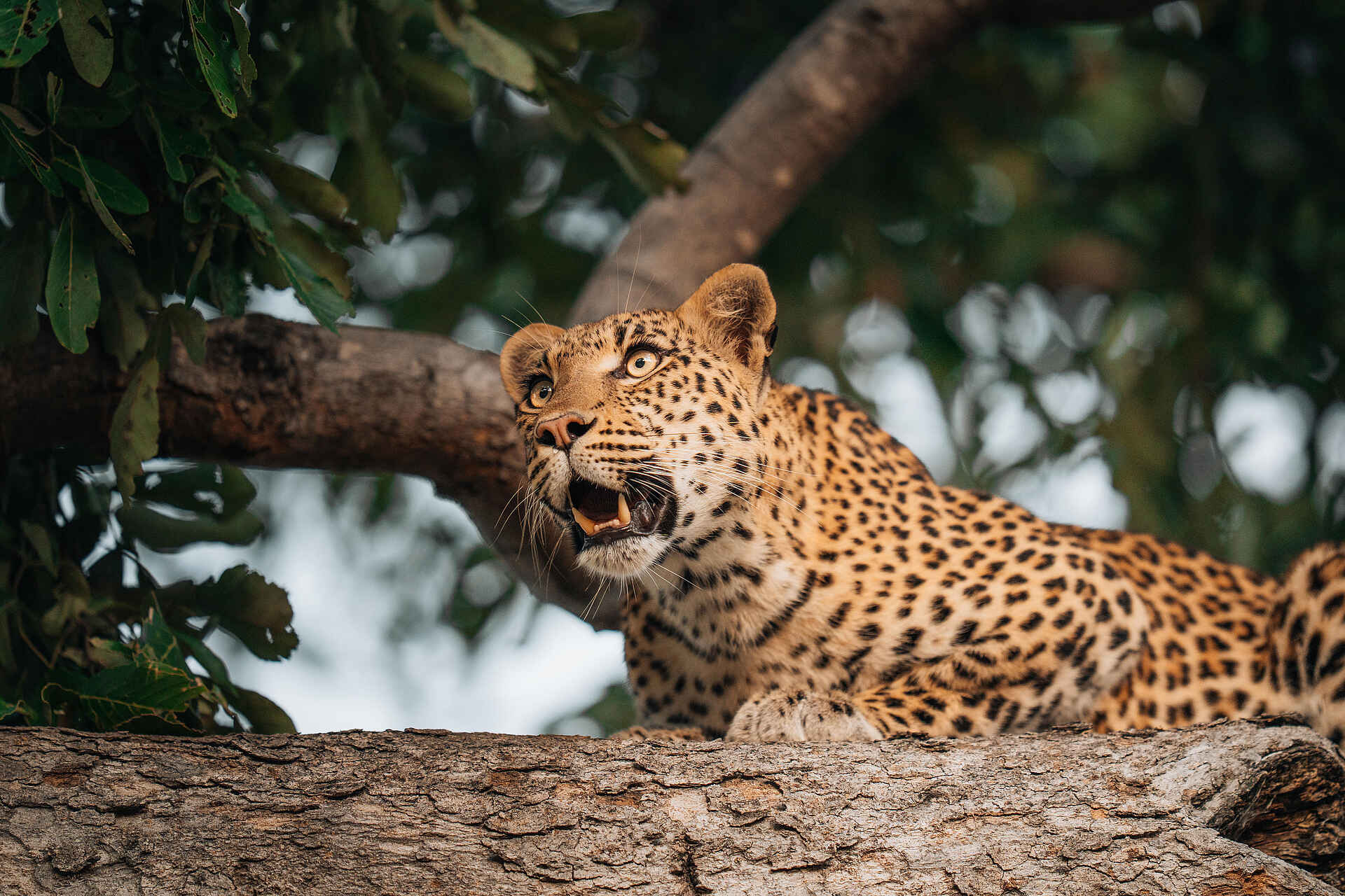 Chitabe Camp: Leopard